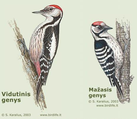 paukstis4